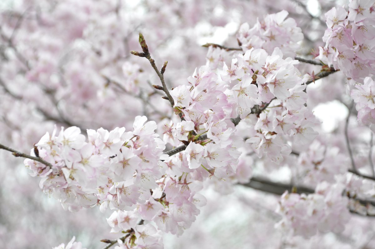 ayum_shirataka's tweet photo. 桜が満開のあゆーむです🌸

どうぞ、ご覧ください😍

今日は風が強くて、散り始めの木も😓

あゆーむでは4月14日（火）から
「川合ひさ子＆教室展　染・織・青苧　50周年」

を開催します👘

入場は無料。

是非おこし下さい。

＃あゆーむ　＃川合ひさ子　＃青苧　＃桜 https://t.co/csik6GbNwA