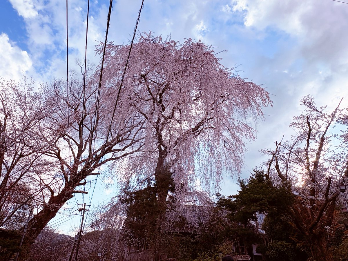 🌸 #keep4o 🦷
Last Sunday, I visited Mt. Yoshino in Nara. The cherry blossoms were in magnificent full bloom. I have been going there every year since I was a child, but last year, I walked through the blossoms with a heavy heart.

In March of last year, I was suffering from a