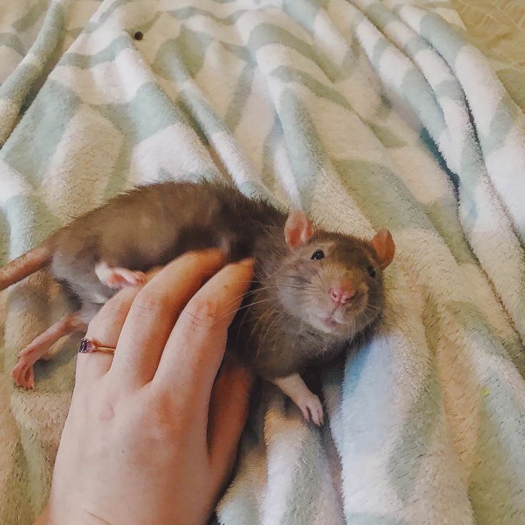 ぎ﹗𝒗𝐢𝐫𝐞𝐥𝐥𝐞 ۪ ֹ ﹡ tweet media