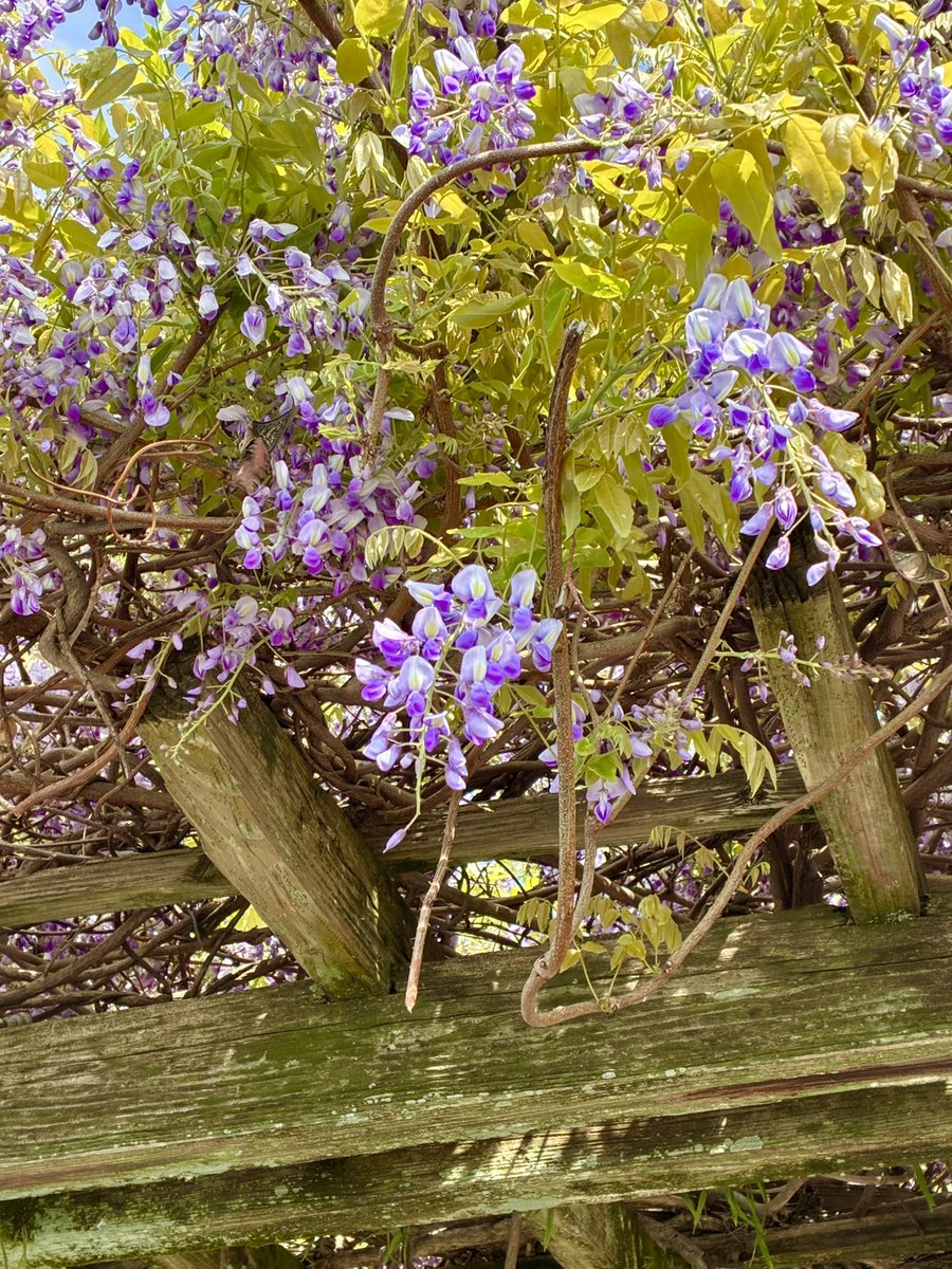 お久しぶりに投稿します😎
なんか色々あり、全く音信不通でした😅😅😅
状況が変わって今、宅建士の勉強📚してます😌難しい🤨🤨
家にいても体力落ちそうなんで気分転換に散歩しました🥰
🌸と藤棚の写真😆もう藤の時期か🥰