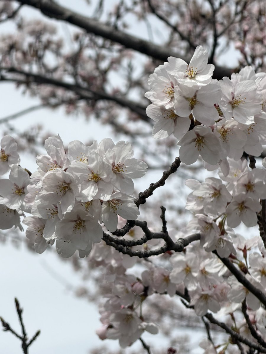 ひらの＠保険募集人の集客の悩みを営業戦略でサポートする人 tweet media