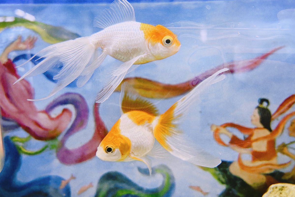 ｸｰﾆｬﾝ tweet media