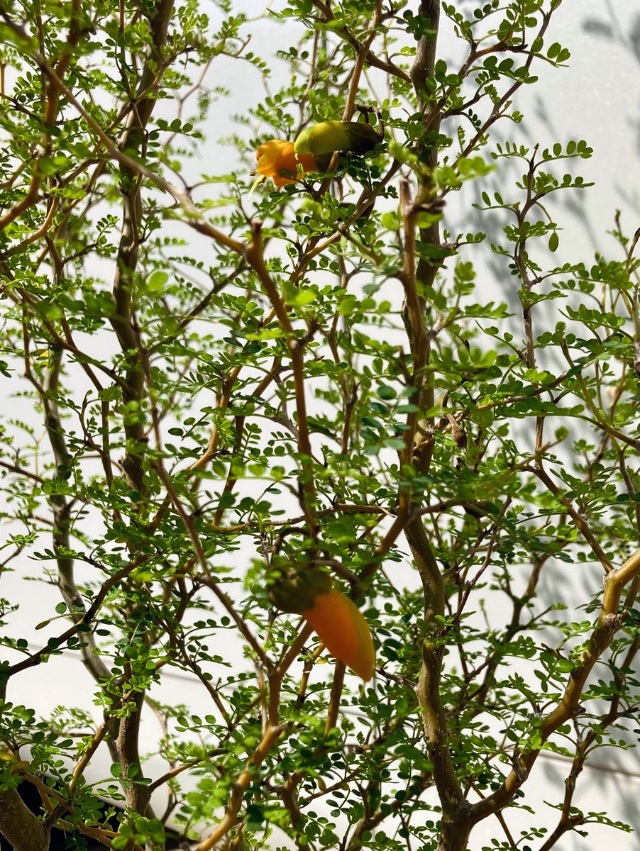 🍋パパ👨🌾 tweet media