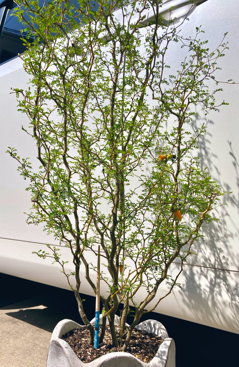 🍋パパ👨🌾 tweet media