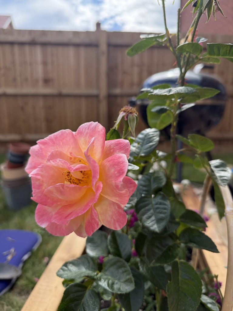 𝓐𝓷𝓷𝓪𝓫𝓮𝓵𝓵𝓪 tweet media