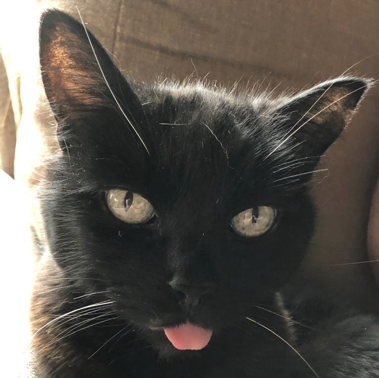 Black cats are not bad luck tweet media