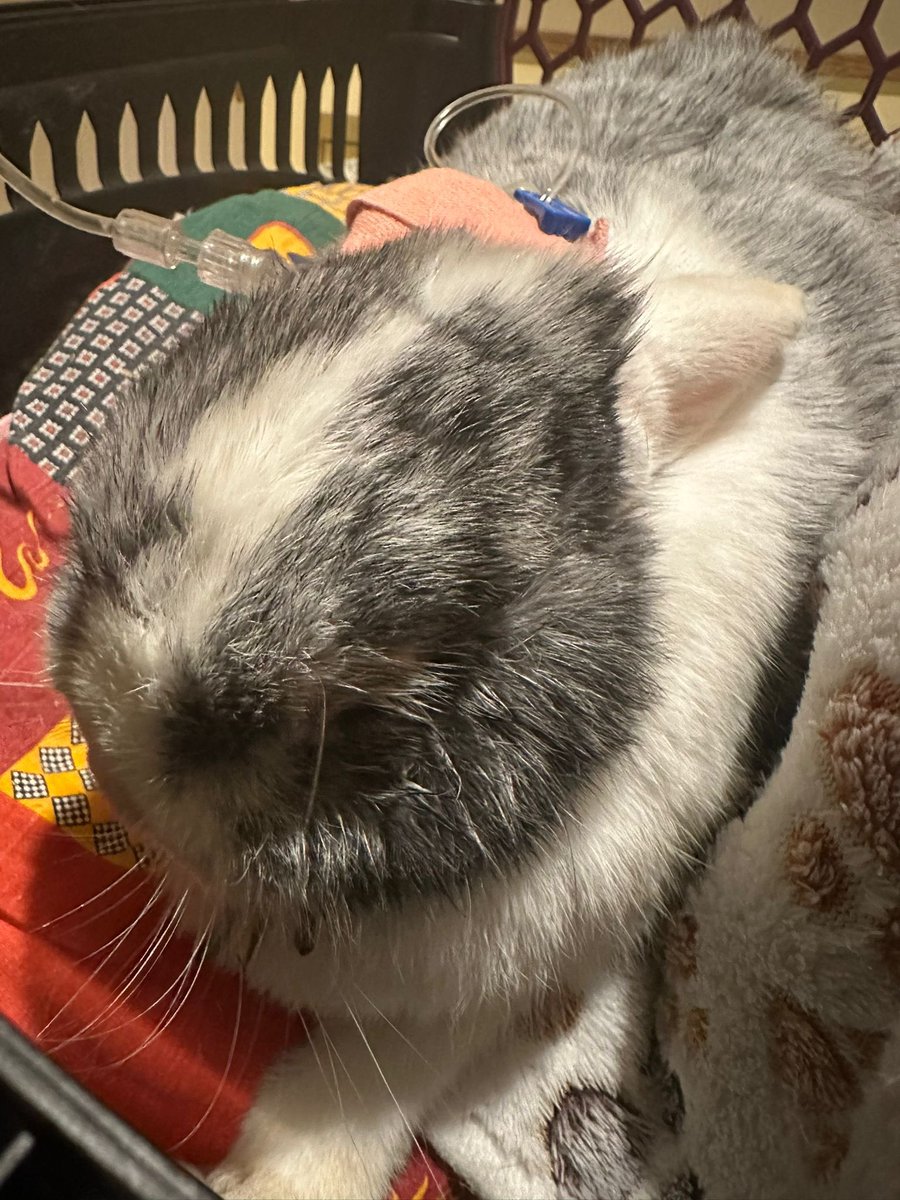 Carrot Cottage Rabbit Rescue tweet media