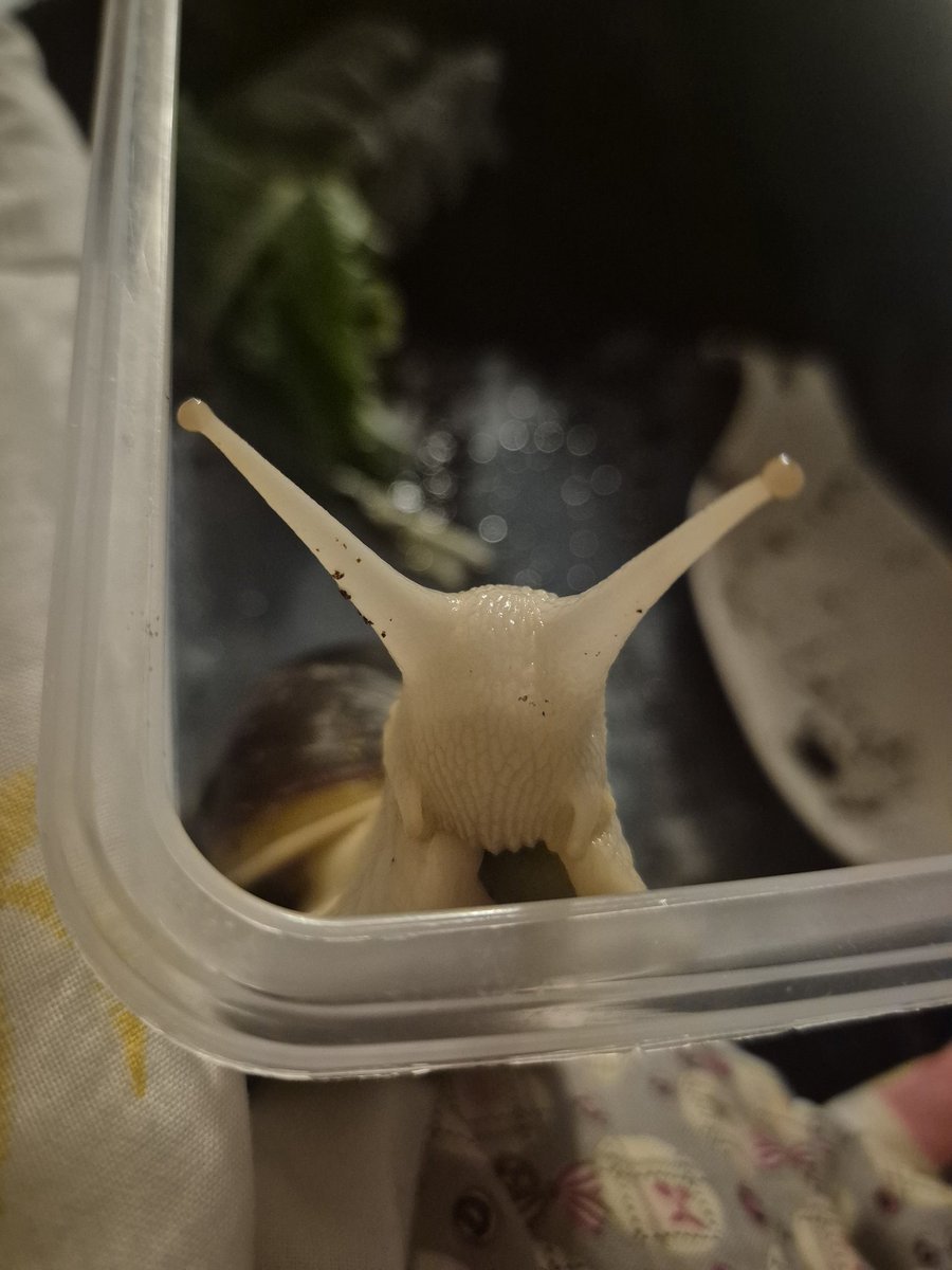 촉촉팽 tweet media