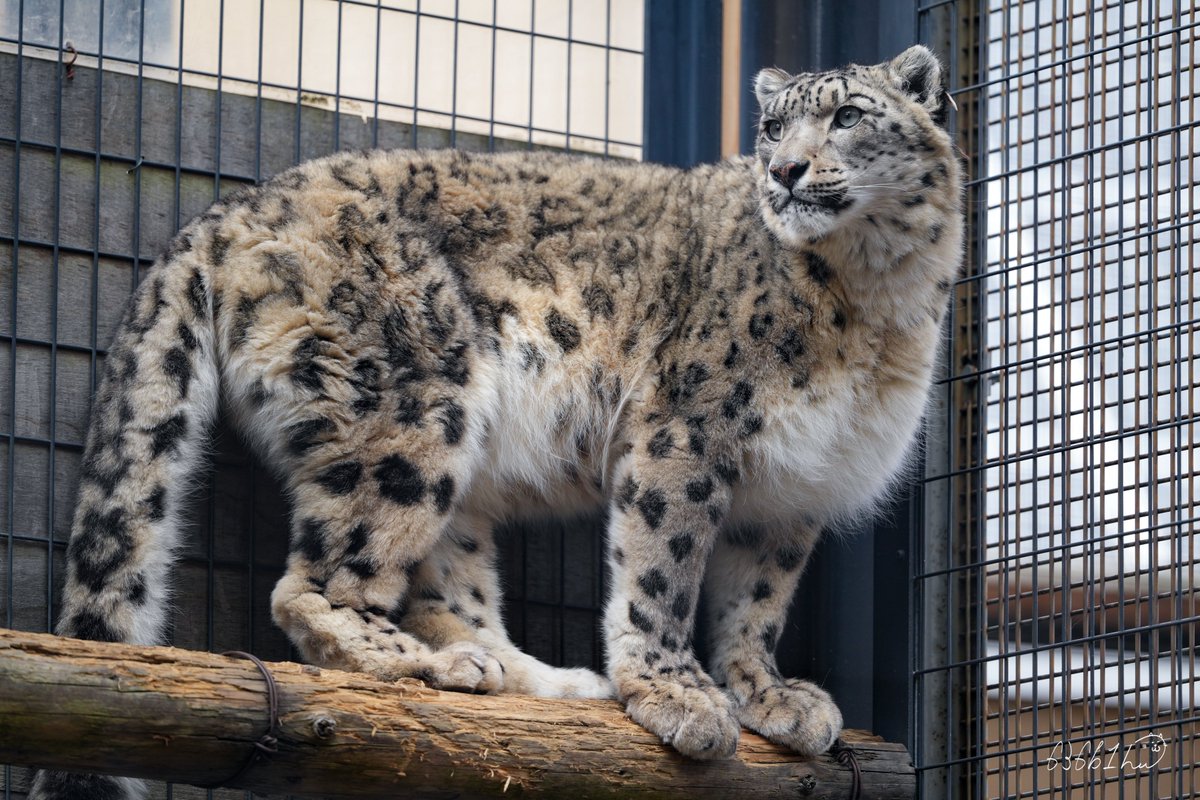 雪豹※他の方はご購入いただけません。 ユキヒョウ」 多摩動物公園 撮影日：2025.11.23 カメラ：SONYα7Ⅳ