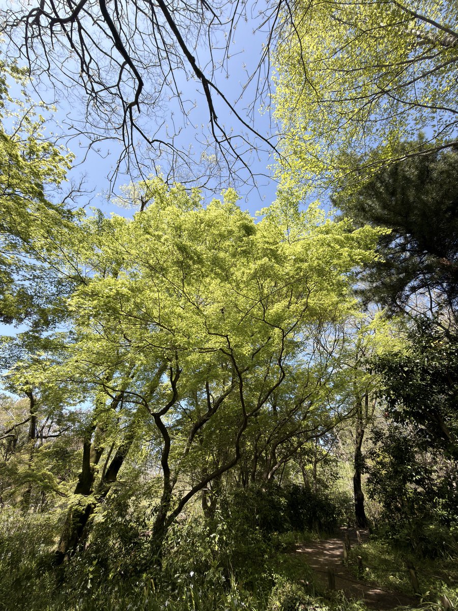 tmko たまかお tweet media