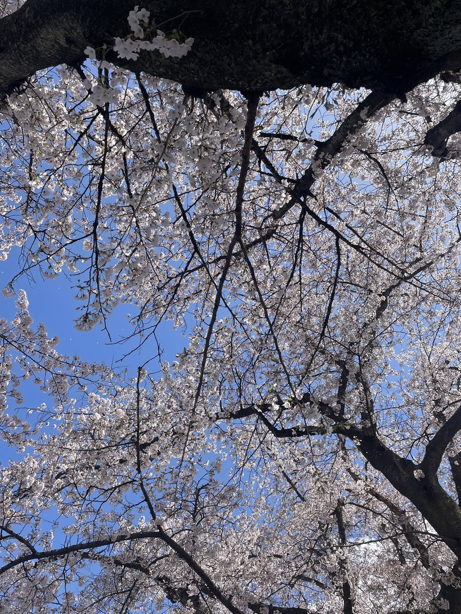 aya（らーめん）🕊️👾🐉 tweet media