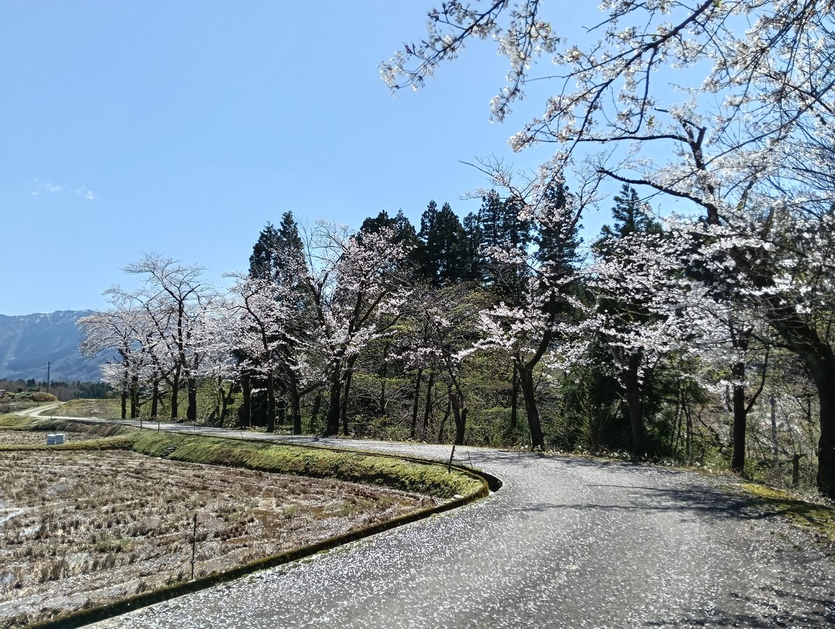 ファボーレを出たところで、そういえば例年４月前半には #桜ヶ池クエスト があるのでは？ と思い至って調べたら今日でした。急ぎ城端まで１時間で駆けつけ、先回りして無事に合流。桜は、花吹雪が美しく舞っているところでした。