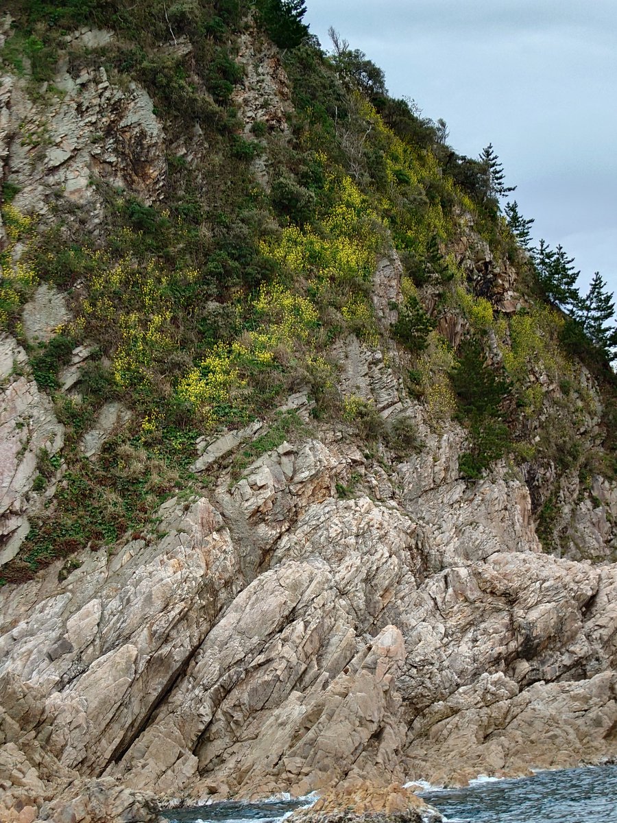 本当は船はちょっと苦手なんだけど…
菜種島がどうしても見たかったから、頑張った！予想より遥かに素敵だった