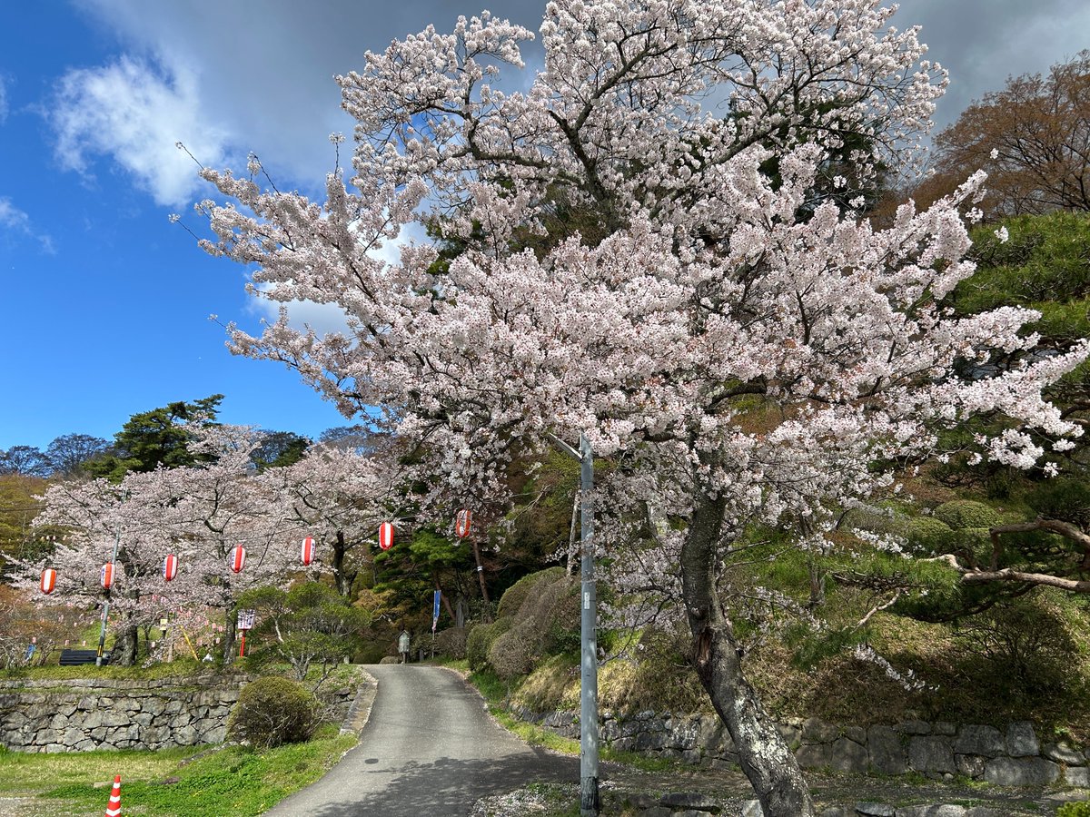 撮影日：2026.4.11☀⛅ 開花状況： 満開 花びらが舞う満開の桜が美しい