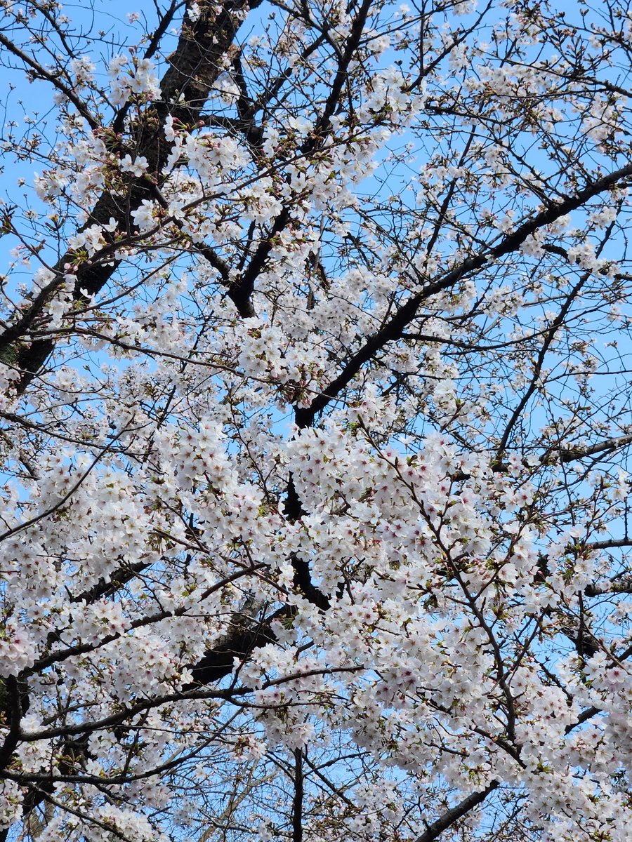 おはよー。新年度はじまってボヤボヤしてたらこないだまで寒かったのに、今日は27℃だってよ。半袖の人もちらほら見かける本日。寒いのも暑いのも苦手だけど明るい日差しはやっぱり気持ちいいね！といいながら日傘差します☂️おでこがジリジリ熱いんよ。