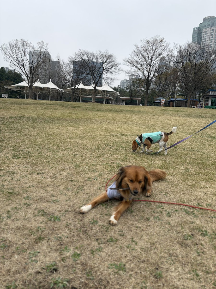 다디다 tweet media