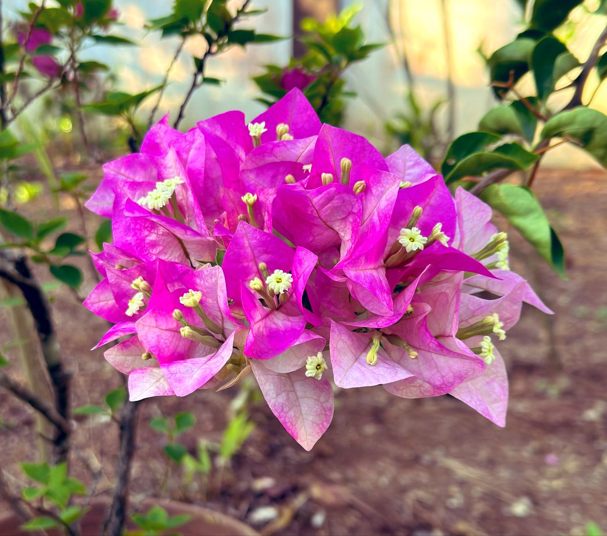 🤗നാണിക്കുട്ടി🤗 tweet media