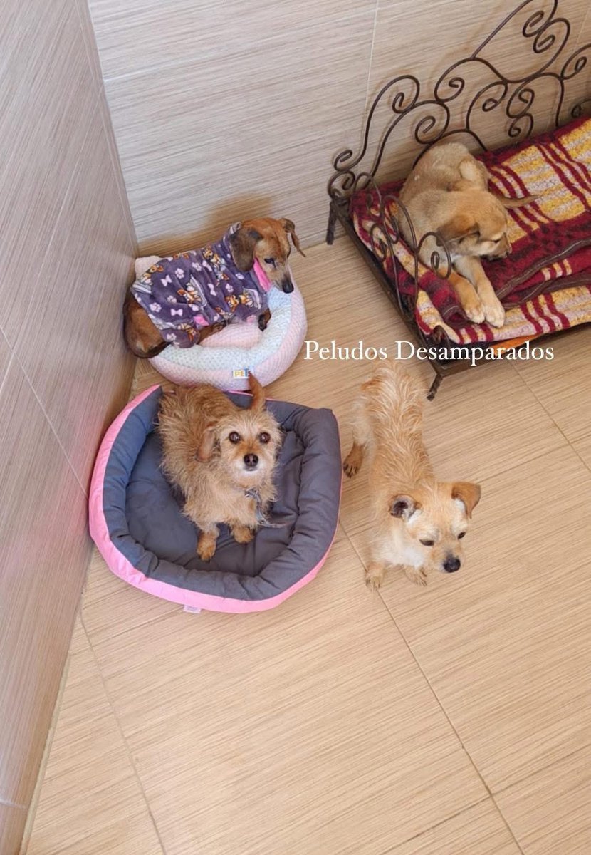 Peludos Desamparados tweet media