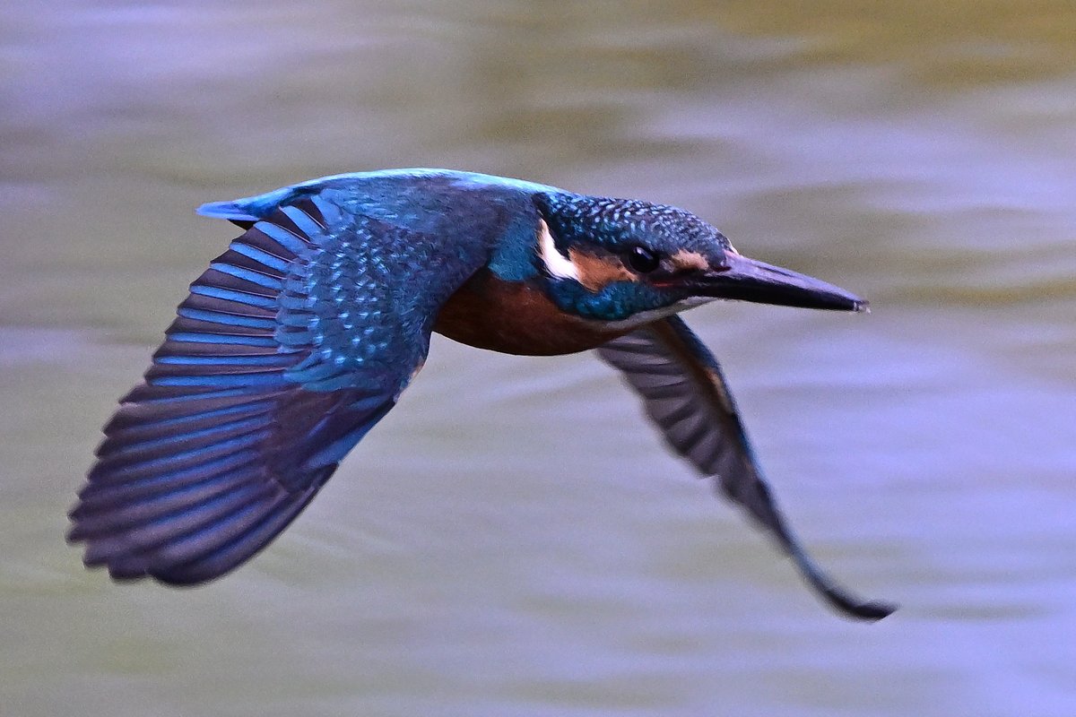 o_tac_evo's tweet image. Kingfisher

NIKKOR Z 600mm f/4 TC VR S
F4.5 1/2000 ISO1400
Nikon Z9 Ver. 5.32 w/Tripod
Sachtler FSB8MKII on RRS TVC-34L Mk2
HOLOSUN HS510C
#holosun #lenscoat #sachtler #rrs #ReallyRightStuff #nikkor #nikon #znikkor #z9 #unstoppable #magpul #kingfisher