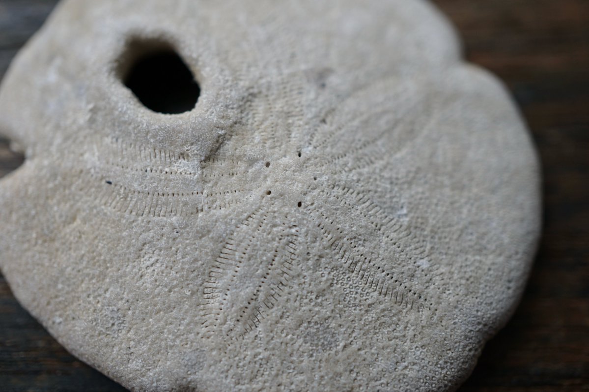 叙景 jokei 鉱物 / 風景石 / 化石 /水石 tweet media