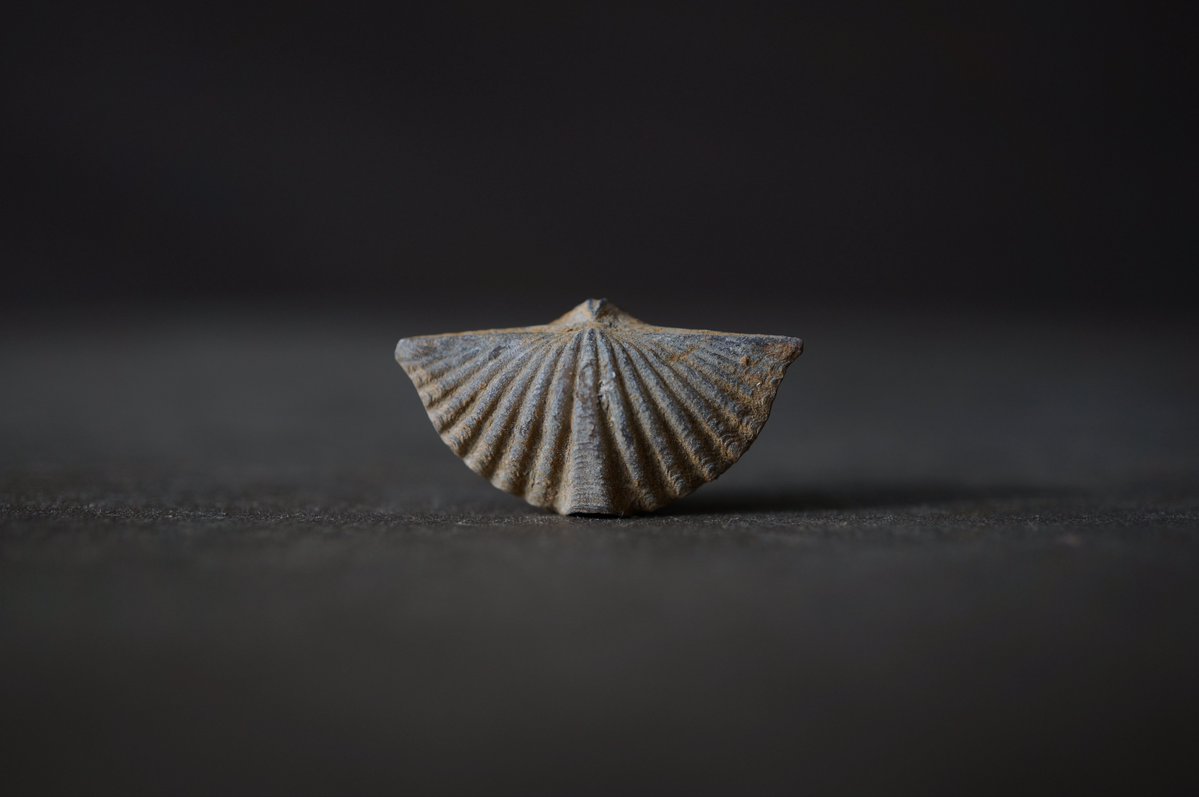 叙景 jokei 鉱物 / 風景石 / 化石 /水石 tweet media