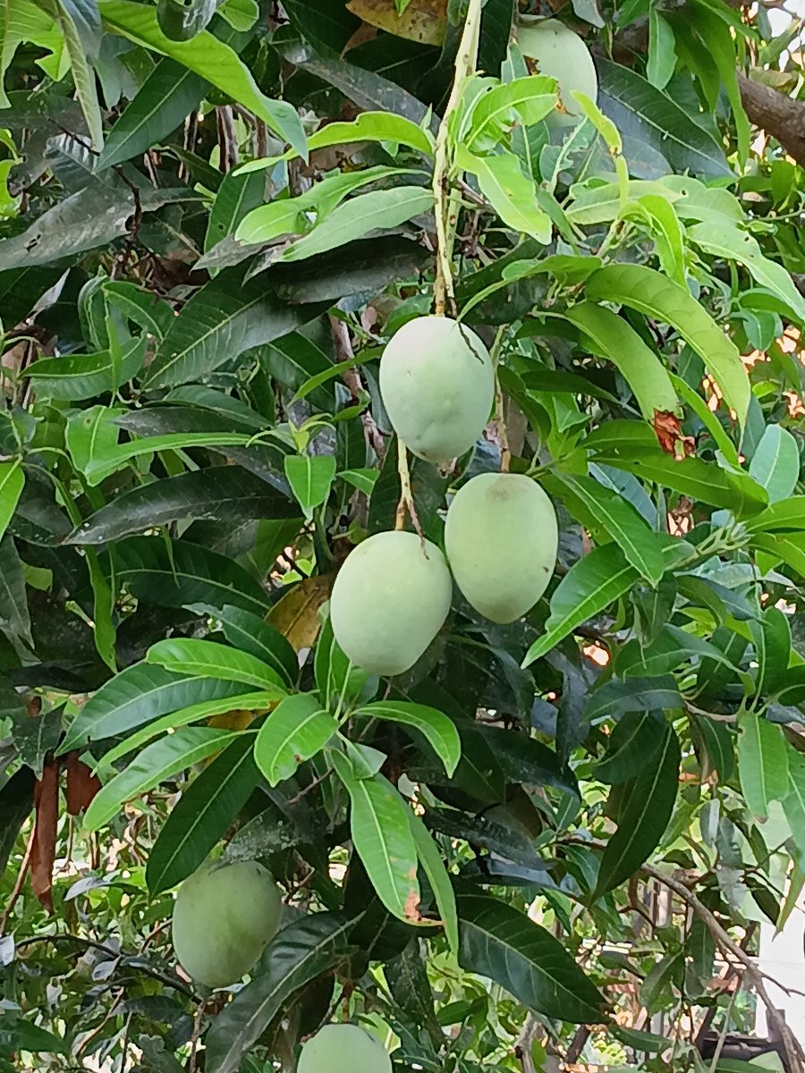 Venugopal tweet media