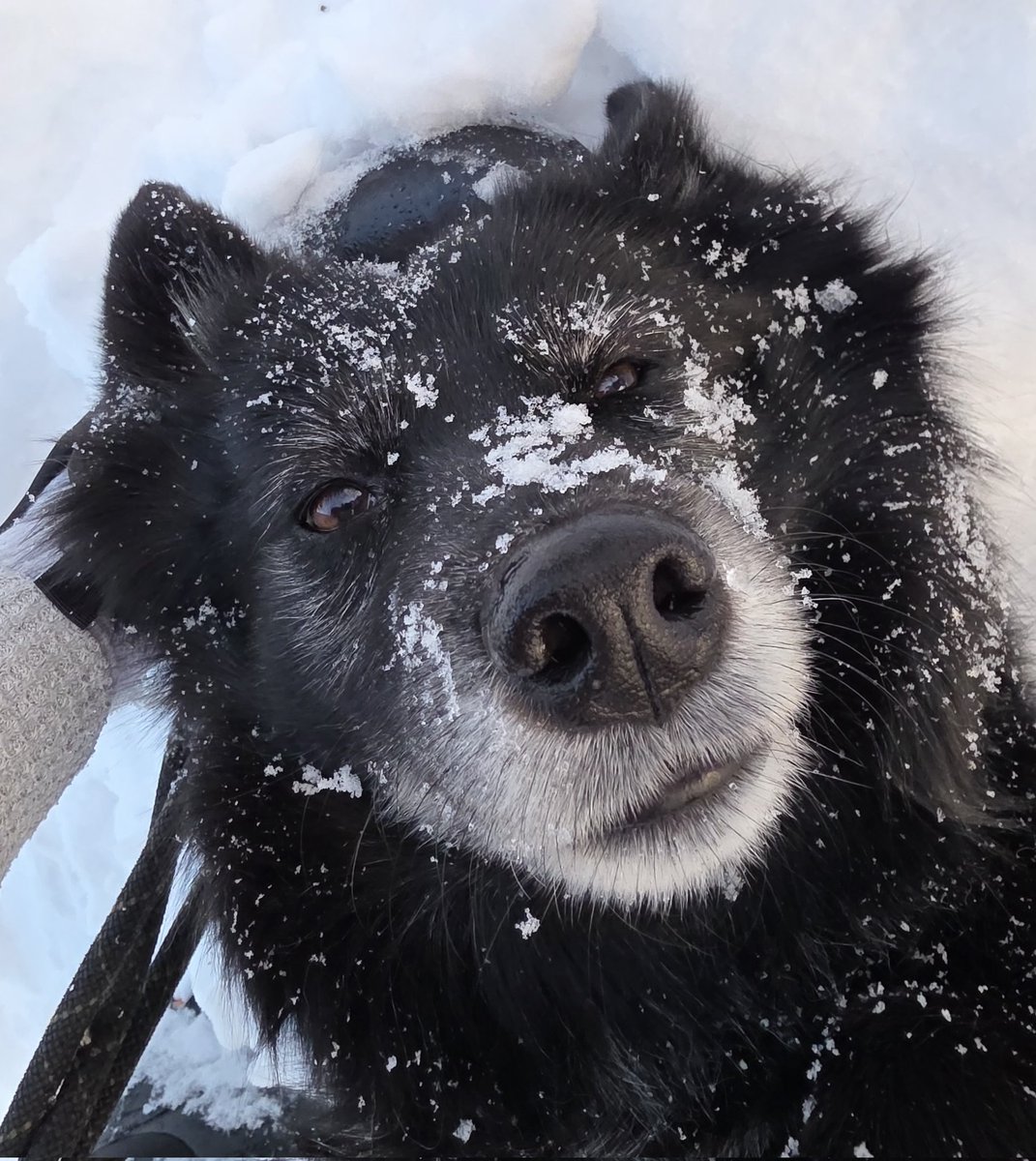 Christina Cherneskey 🇨🇦🇺🇦🌻🏳️‍🌈 tweet media