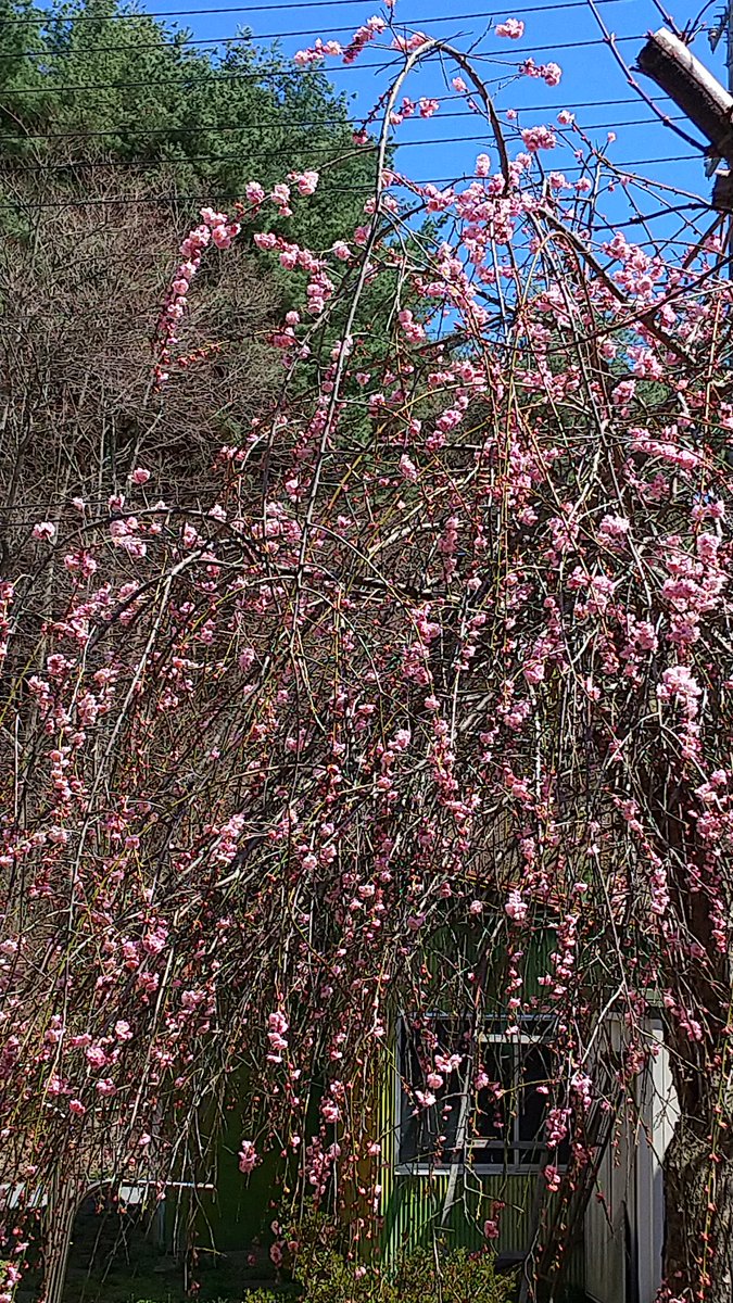 佐藤聖子 tweet media