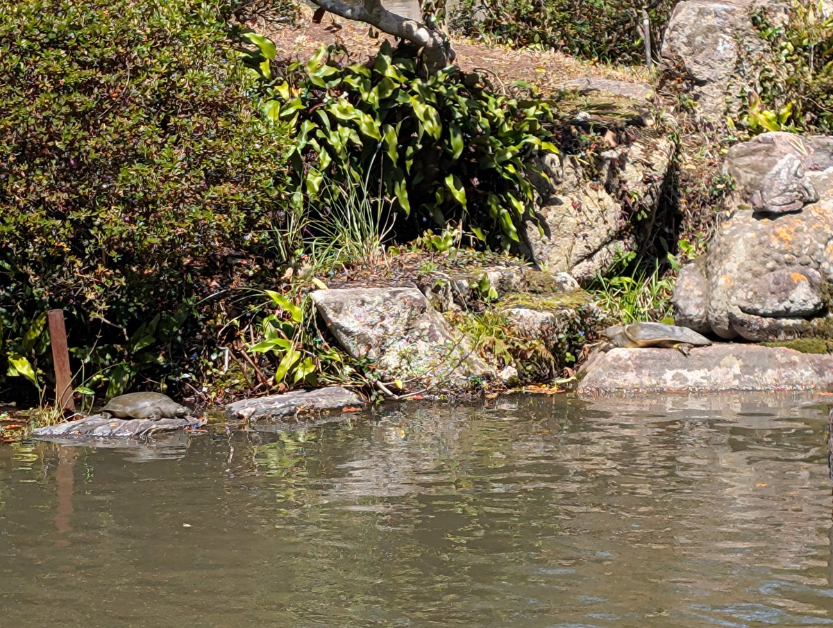 太宰府の池に亀がいるのは知ってたけどスッポンもいたんだ……
大きめ