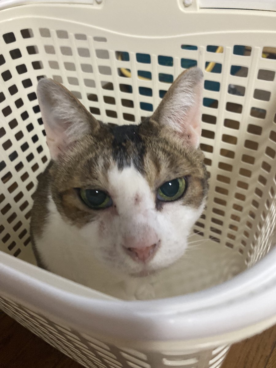 yowatch（黒田絢香） tweet media