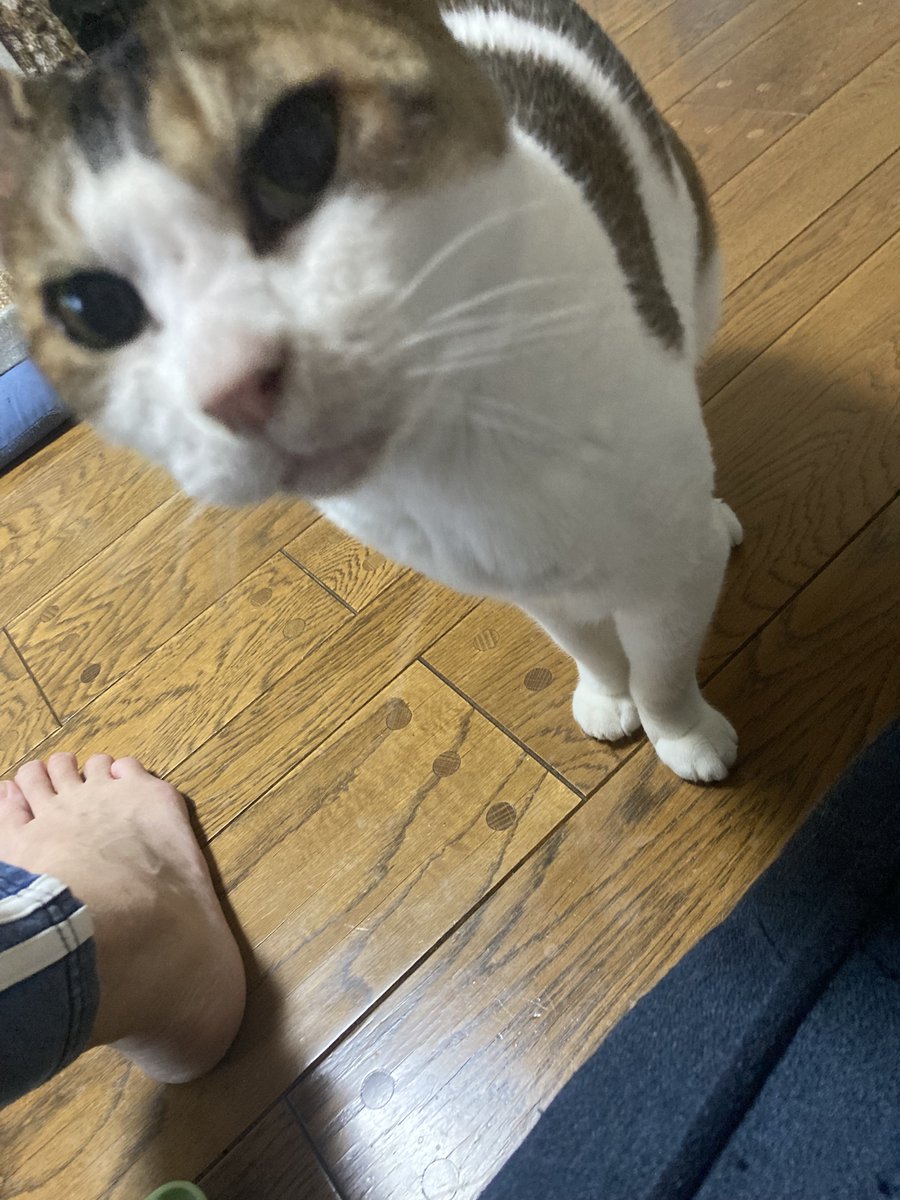 yowatch（黒田絢香） tweet media