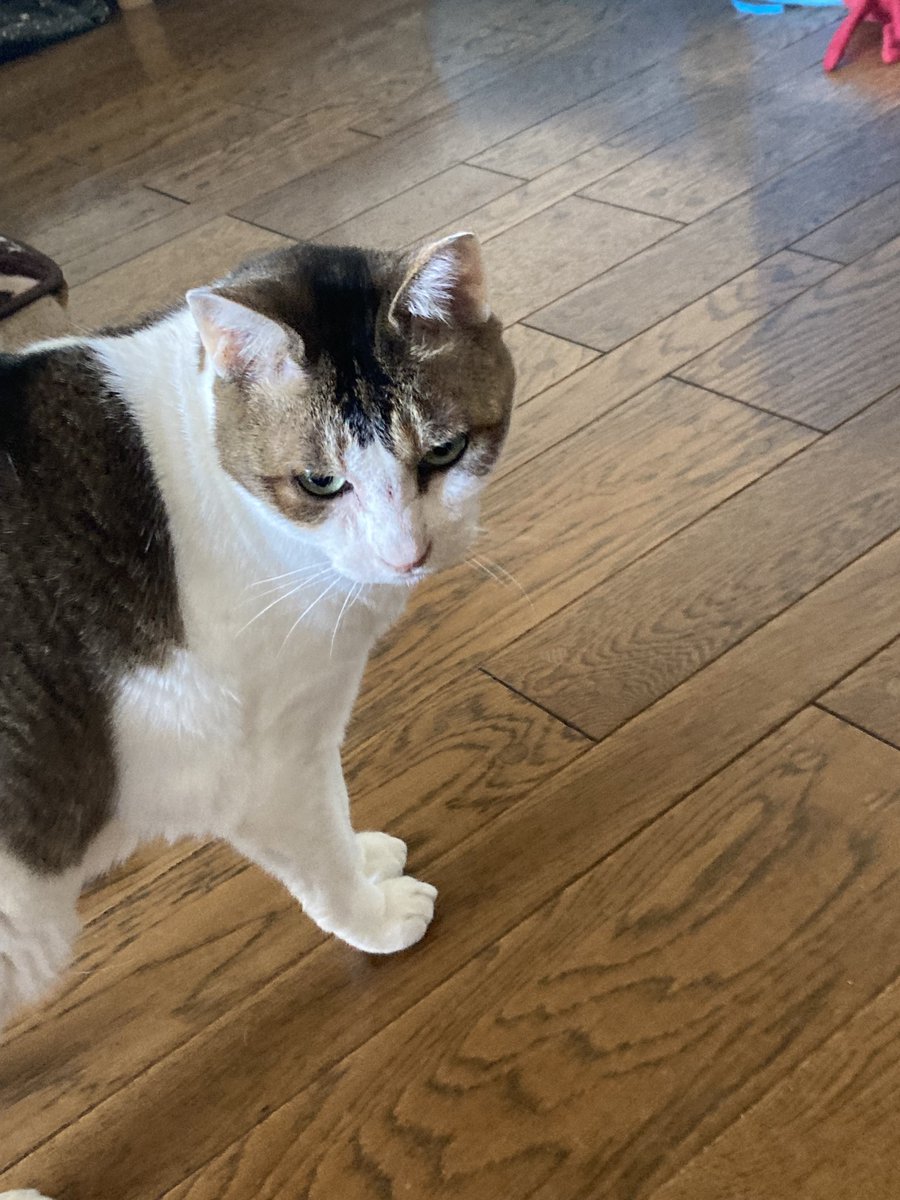 yowatch（黒田絢香） tweet media