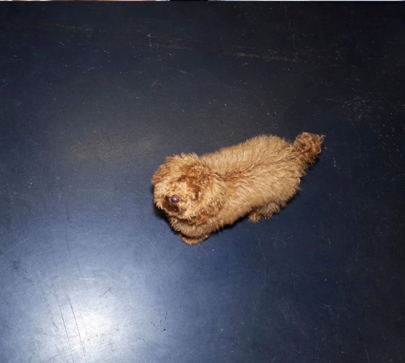 Beyoncé Access tweet media