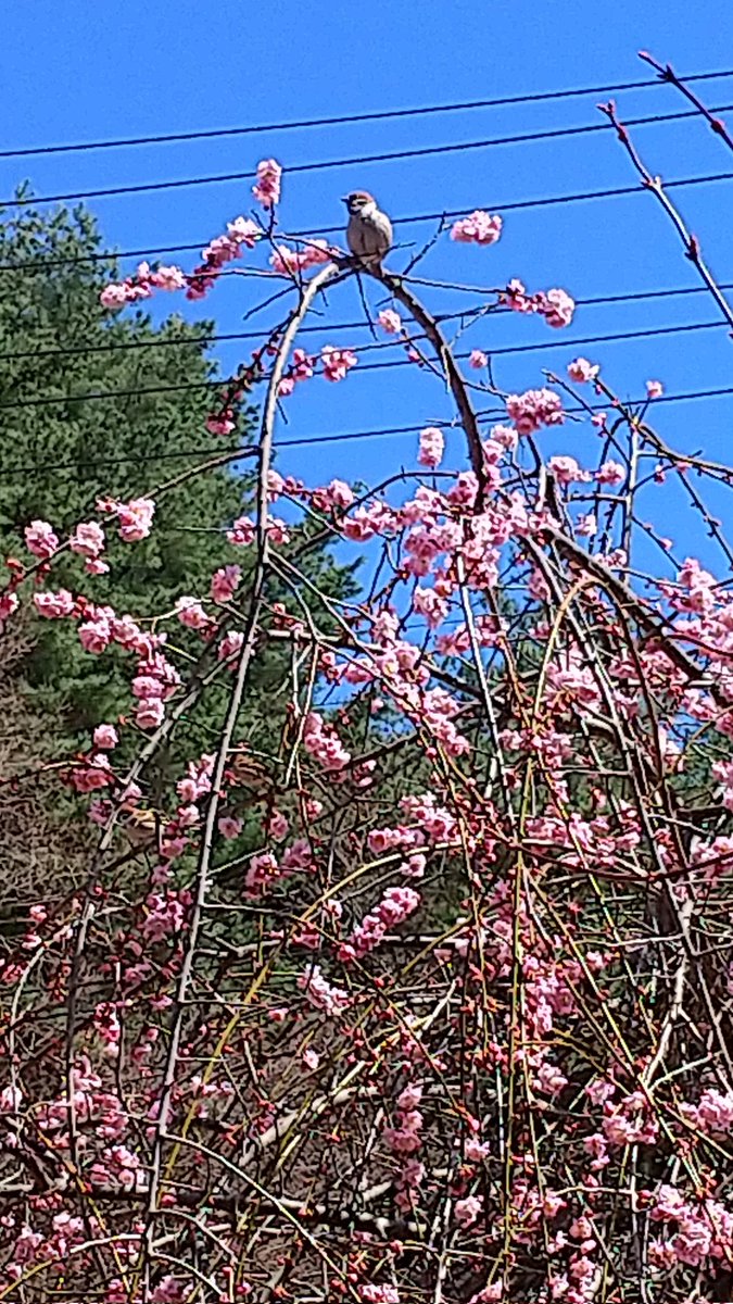 佐藤聖子 tweet media