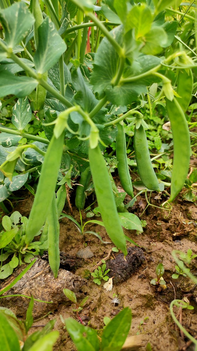 The Ηimalyan's Way tweet media