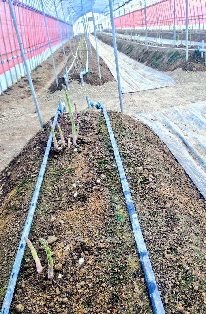 今朝の様子
来週から立茎が始まります。
山形は春の準備始めてます

#宮城栗原産アスパラ