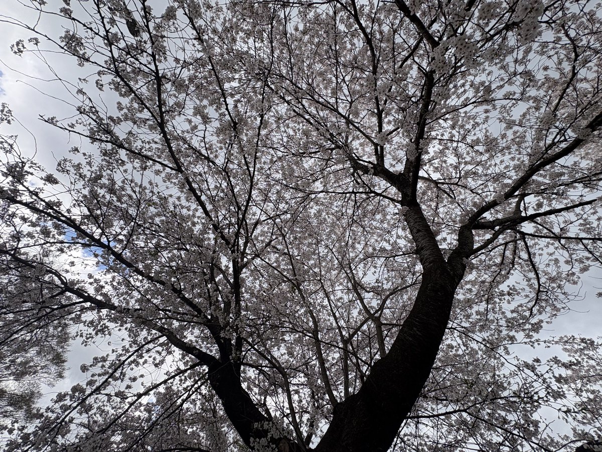 株っ子ちゃん tweet media