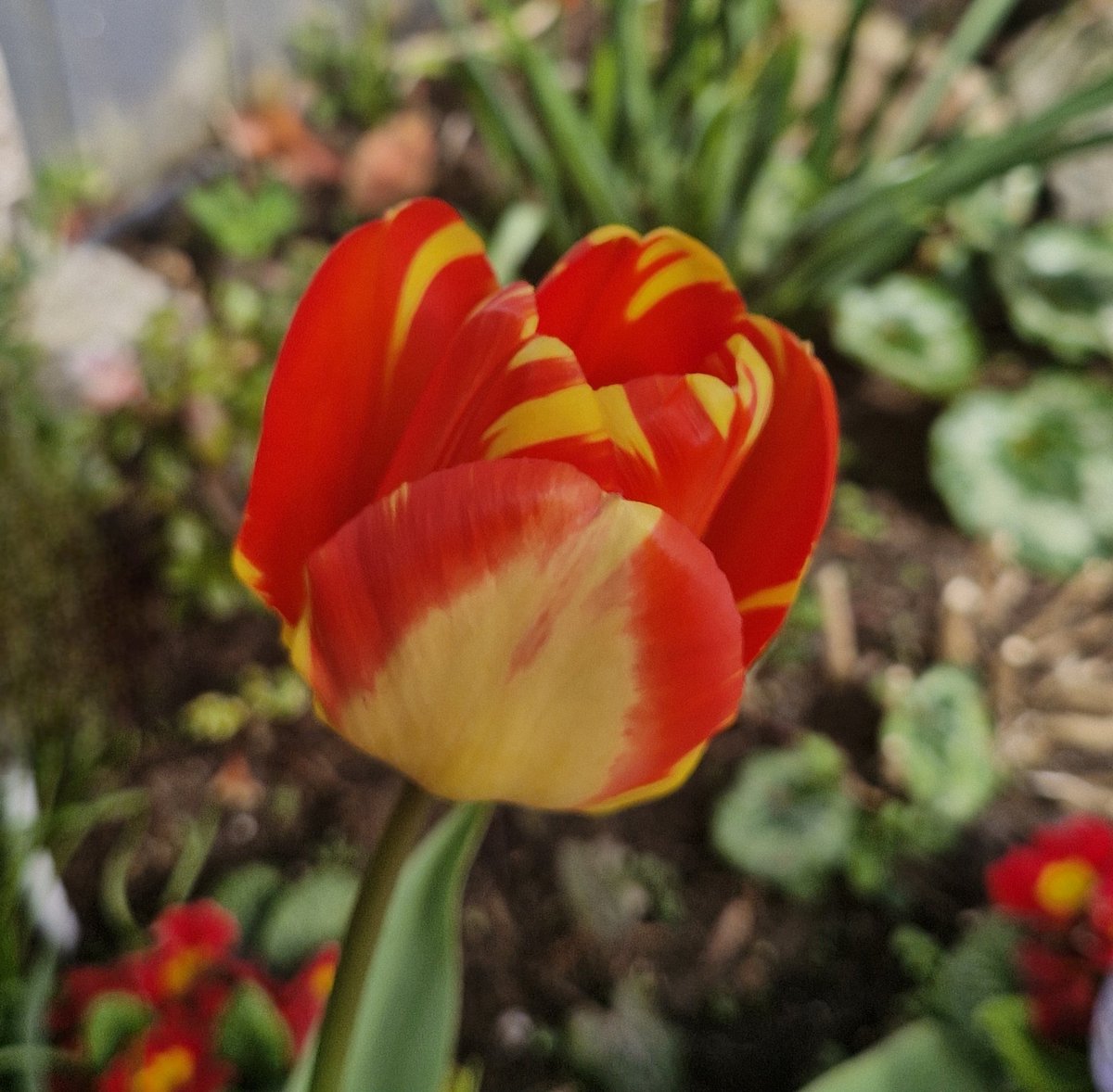 BrigidWalsh10's tweet image. Stand out #Saturday beauty ❤️🌿💛🌿❤️🌿💛
#NatureBeauty #Grateful 
#WeeklyInspiration 
#weekendvibes #Enjoy