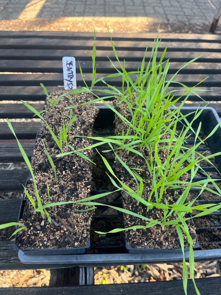Herbicide resistance lab at UWA tweet media