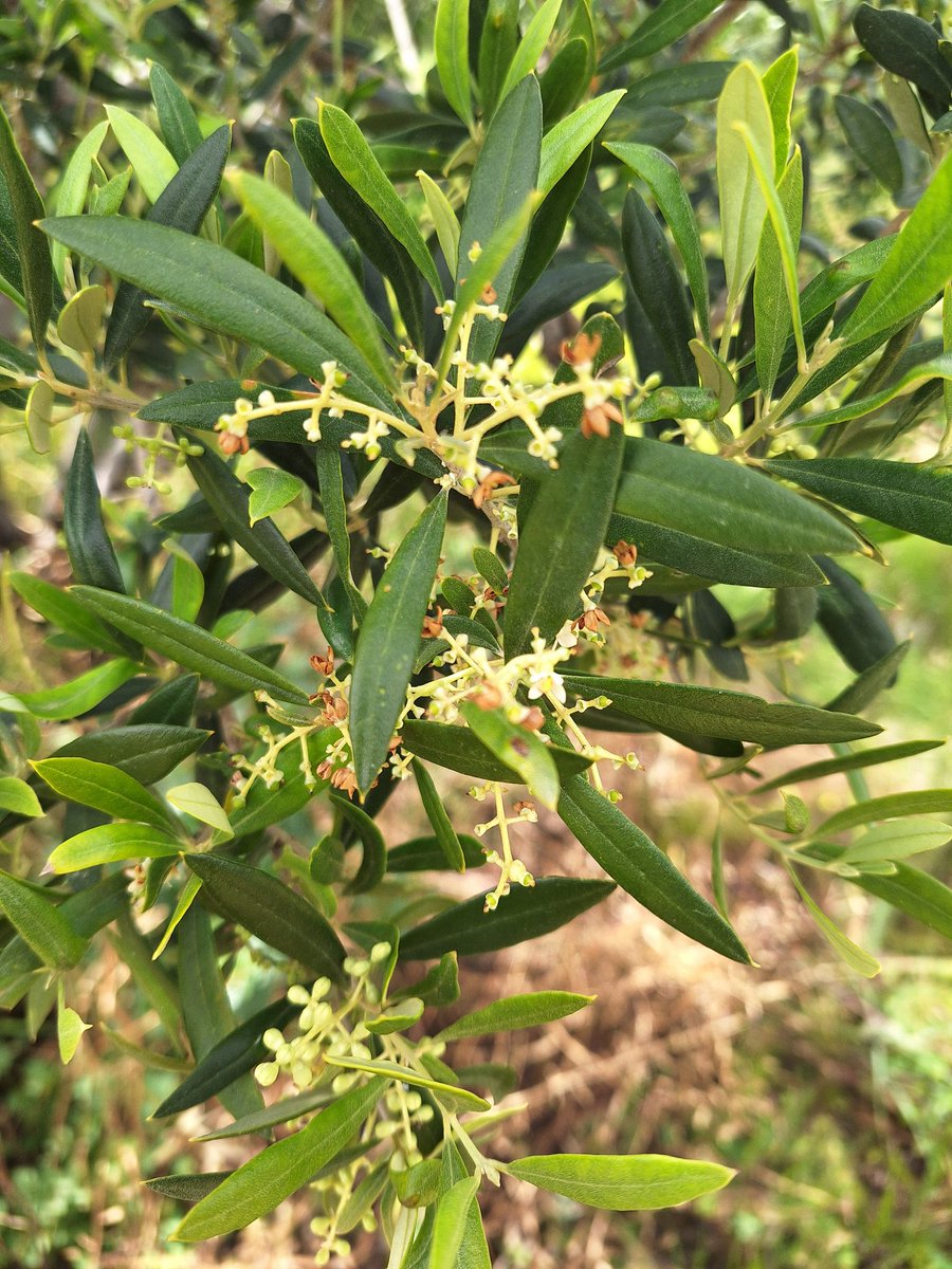 Theodoros Pervoli tweet media