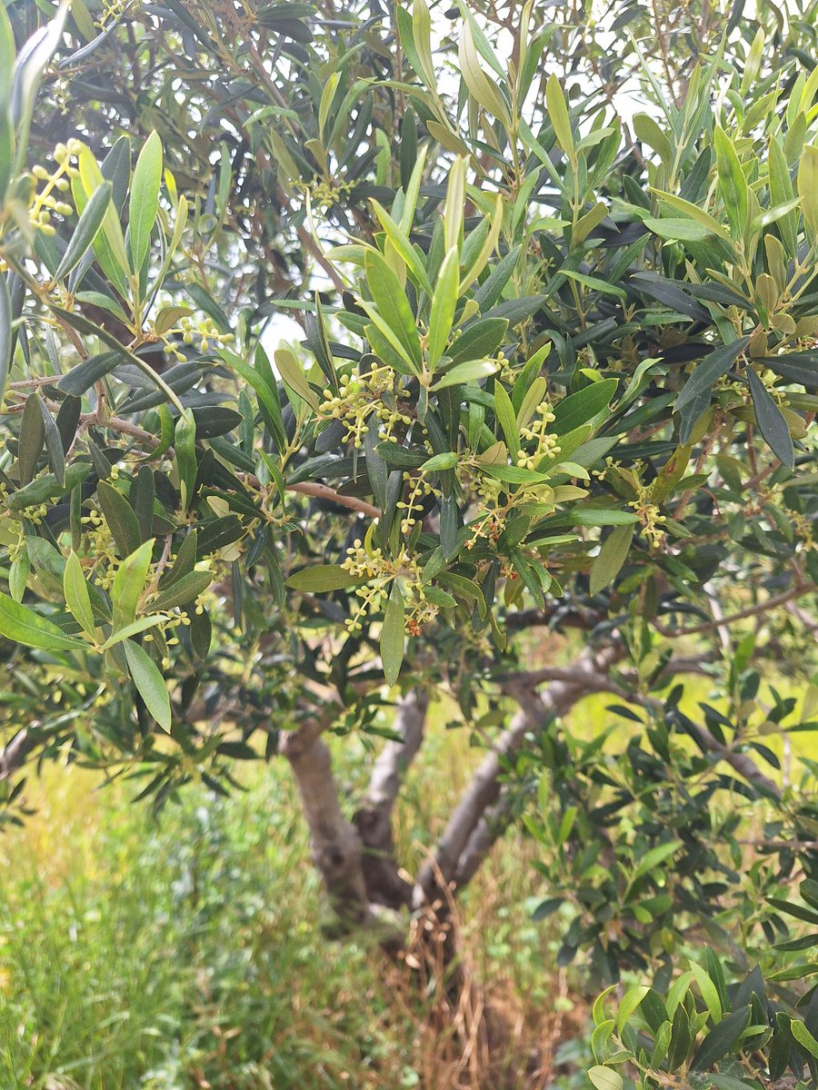 Theodoros Pervoli tweet media