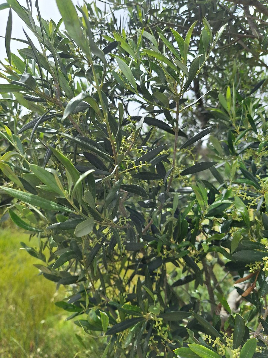 Theodoros Pervoli tweet media