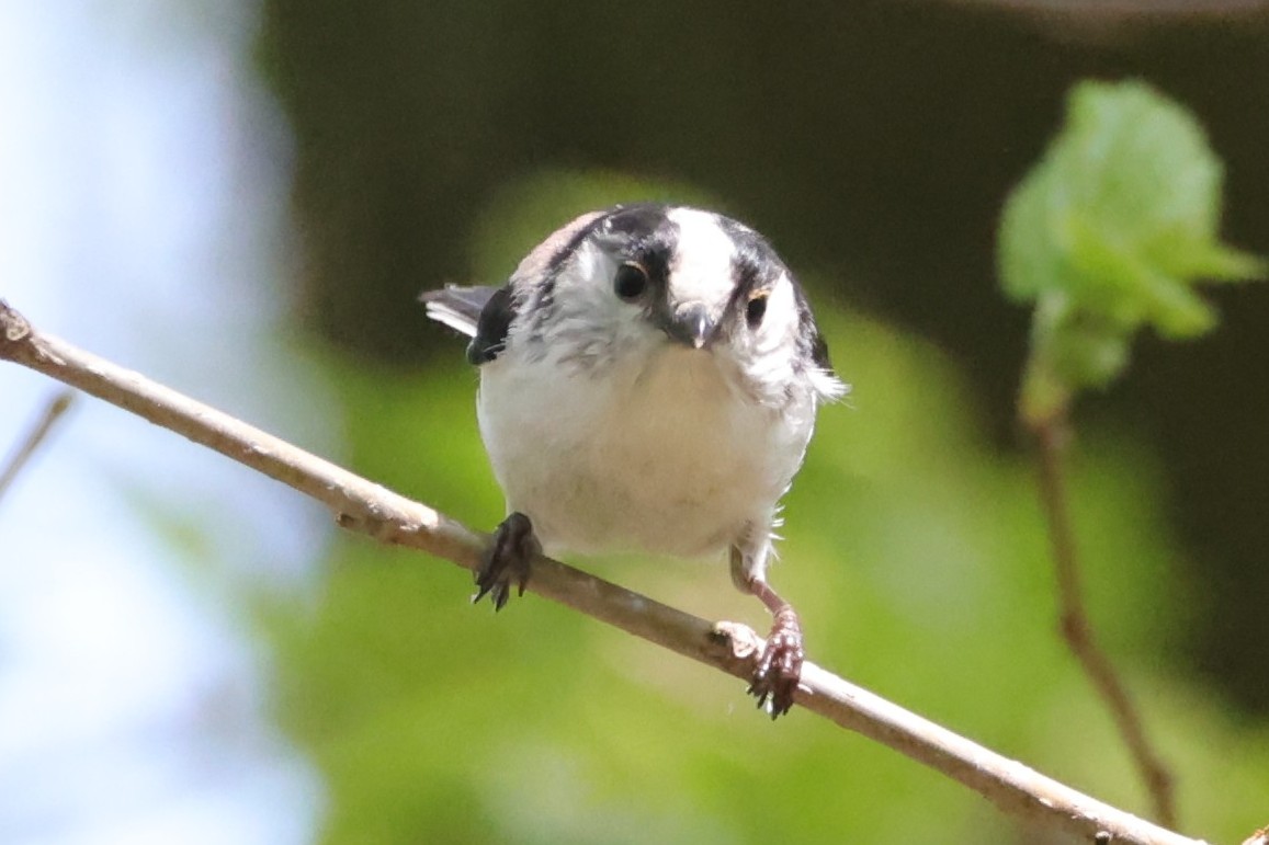 ハクセキレイも暑いって口開けてテクテクと。
見上げる空は無印タンカー😅
今日もエナガが見れました😍