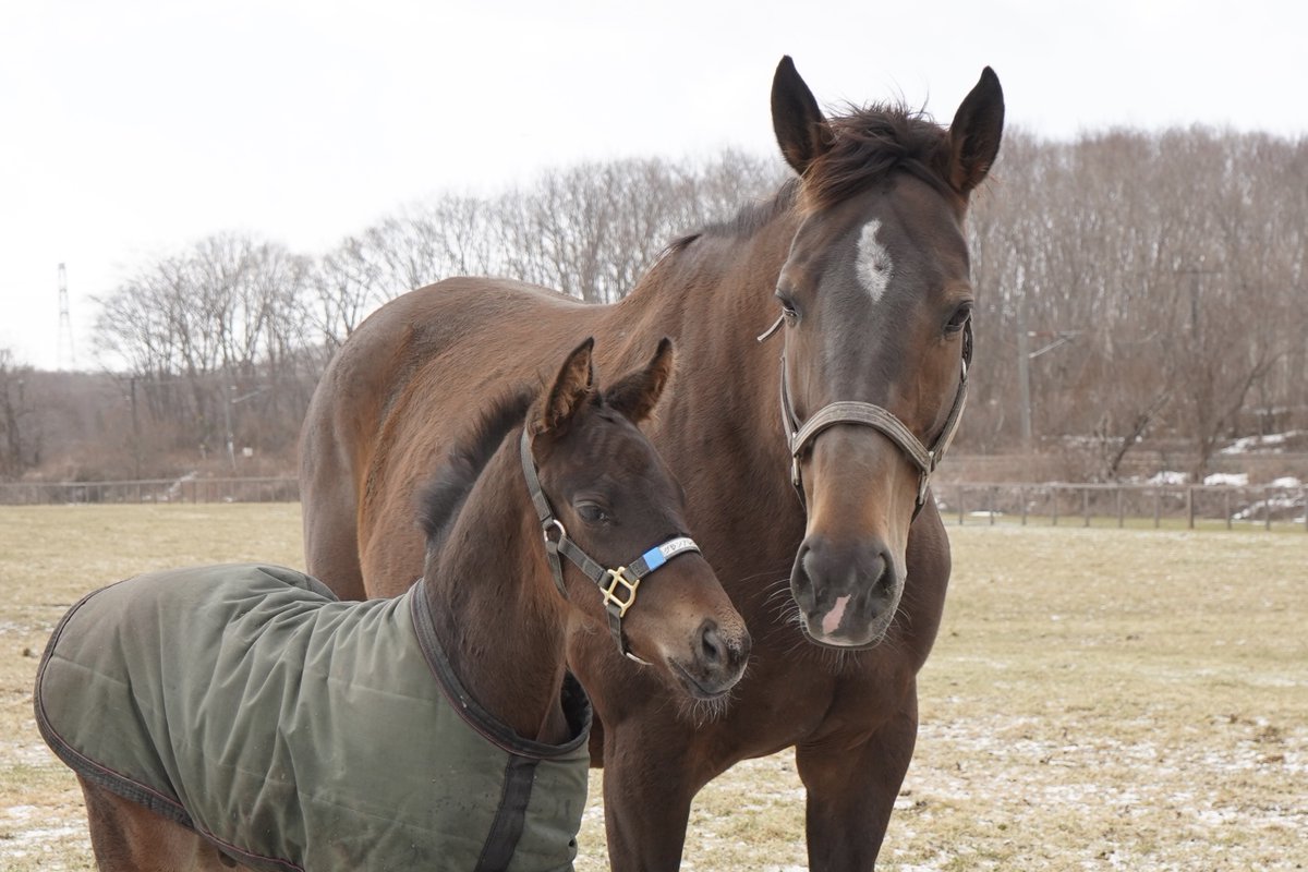 ノーザンホースパーク tweet media