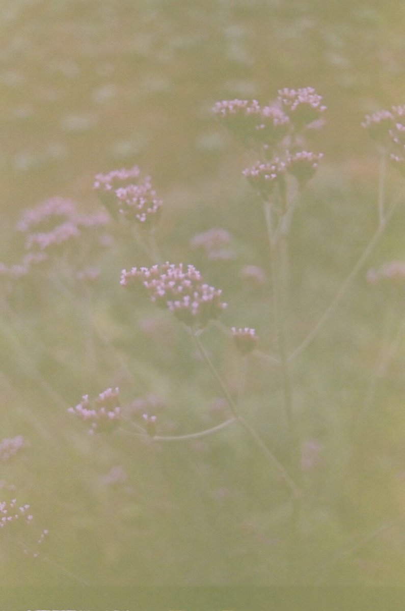 ledrew_'s tweet photo. Feels 🌸. 
Kiambu,2023.

Pentax Lx on Expired Kodak 200.

#expiredfilm #35mm #filmsnotdead #kodak200 https://t.co/RnelO8h7cp
