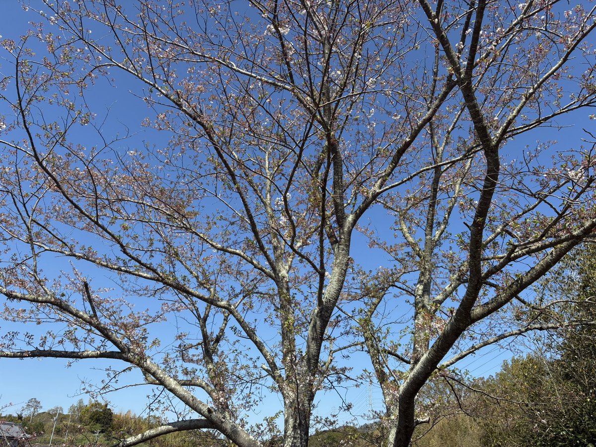 そらっち tweet media