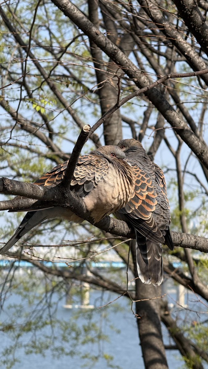 🦴🥔 tweet media