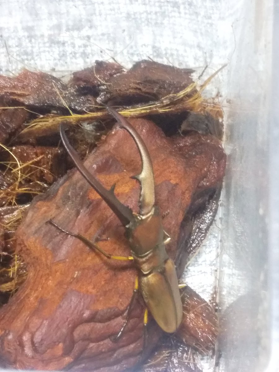 ハラヘッタナ小野 tweet media