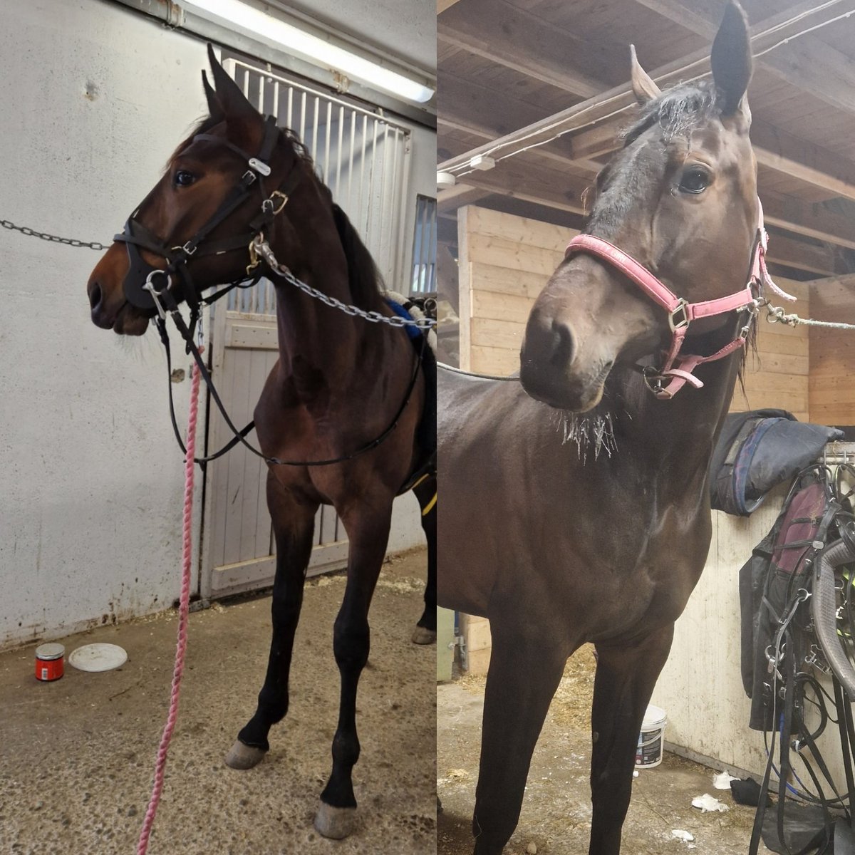 martine o. sørvik tweet media