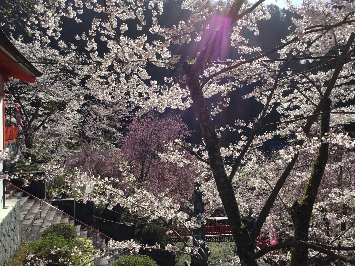 2026年4月11日（土曜日）午前中の桜の様子。 ソメイヨシノ満開、枝垂桜